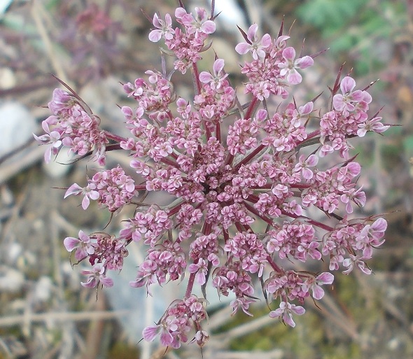 Daucus carota